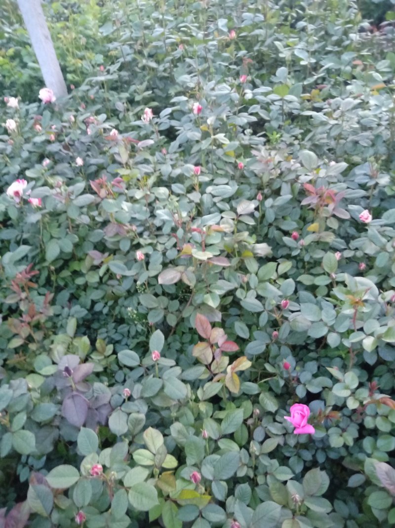 品种月季，各种月季，各种型号，各种价格的，基地直销