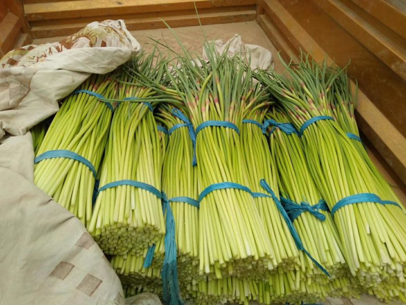 蒜苔下来了