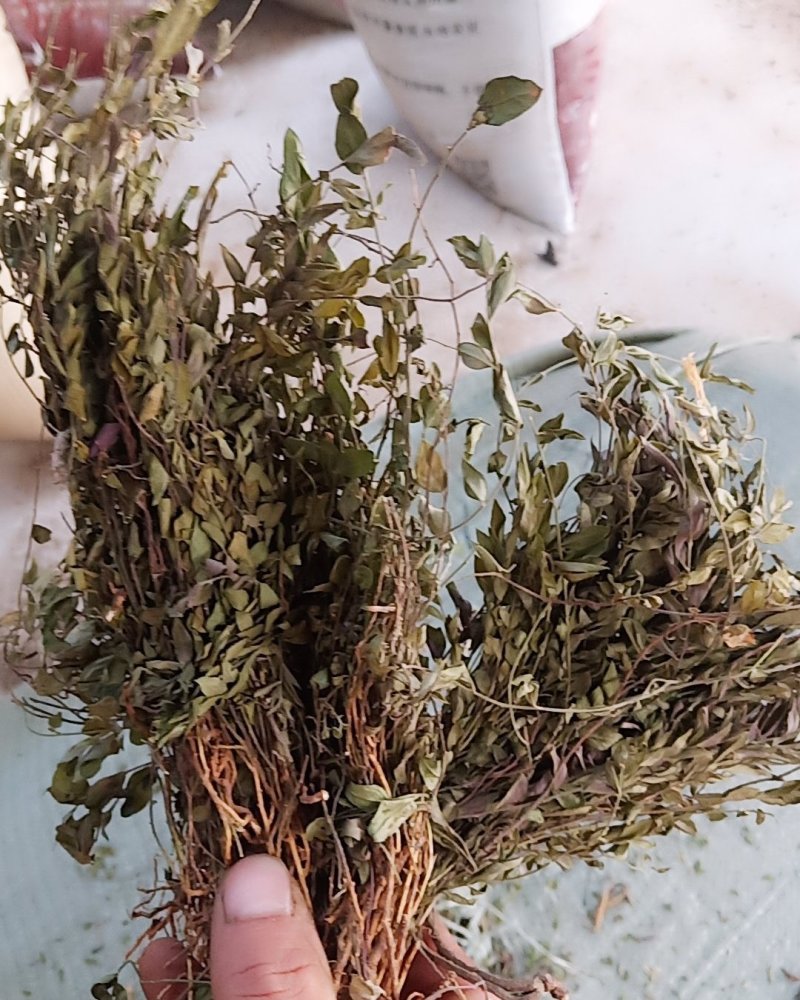 瓜子金，地道中药材！自然阴干质量保证