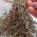 瓜子金，地道中药材！自然阴干质量保证