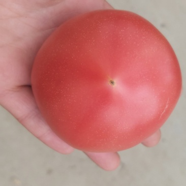 方城县博望镇硬粉精品西红柿🍅，欢迎选购