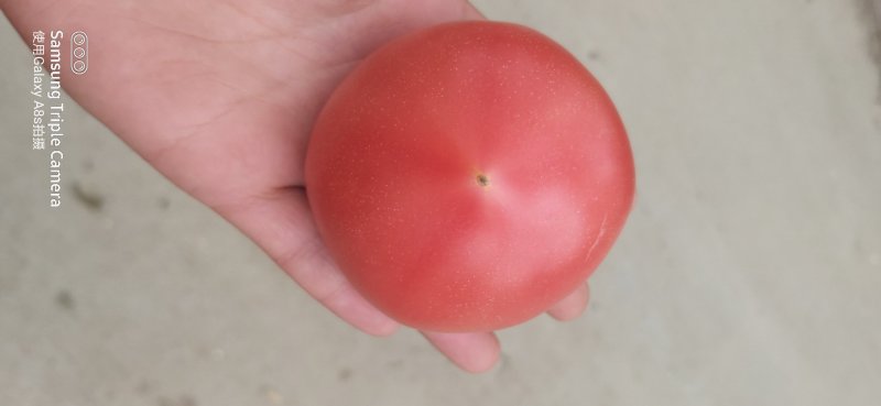 方城县博望镇硬粉精品西红柿🍅，欢迎选购
