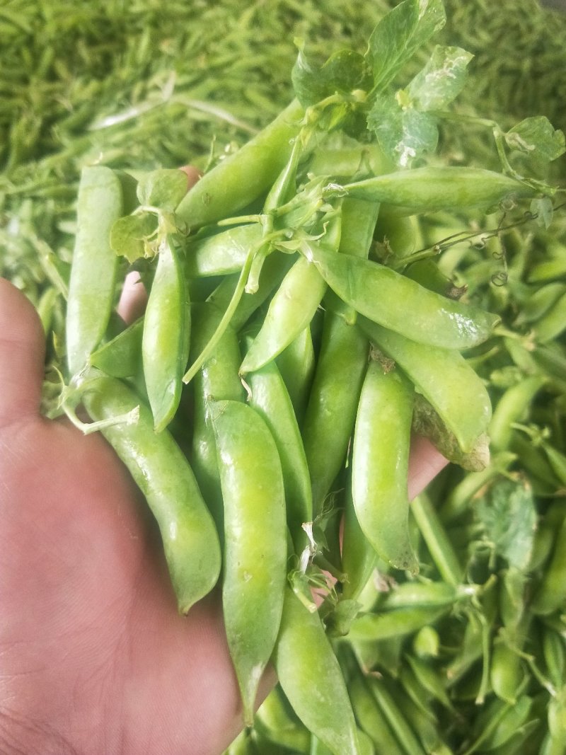 豌豆.青豌豆~中豌6号~中豌9号等等，颜色青绿