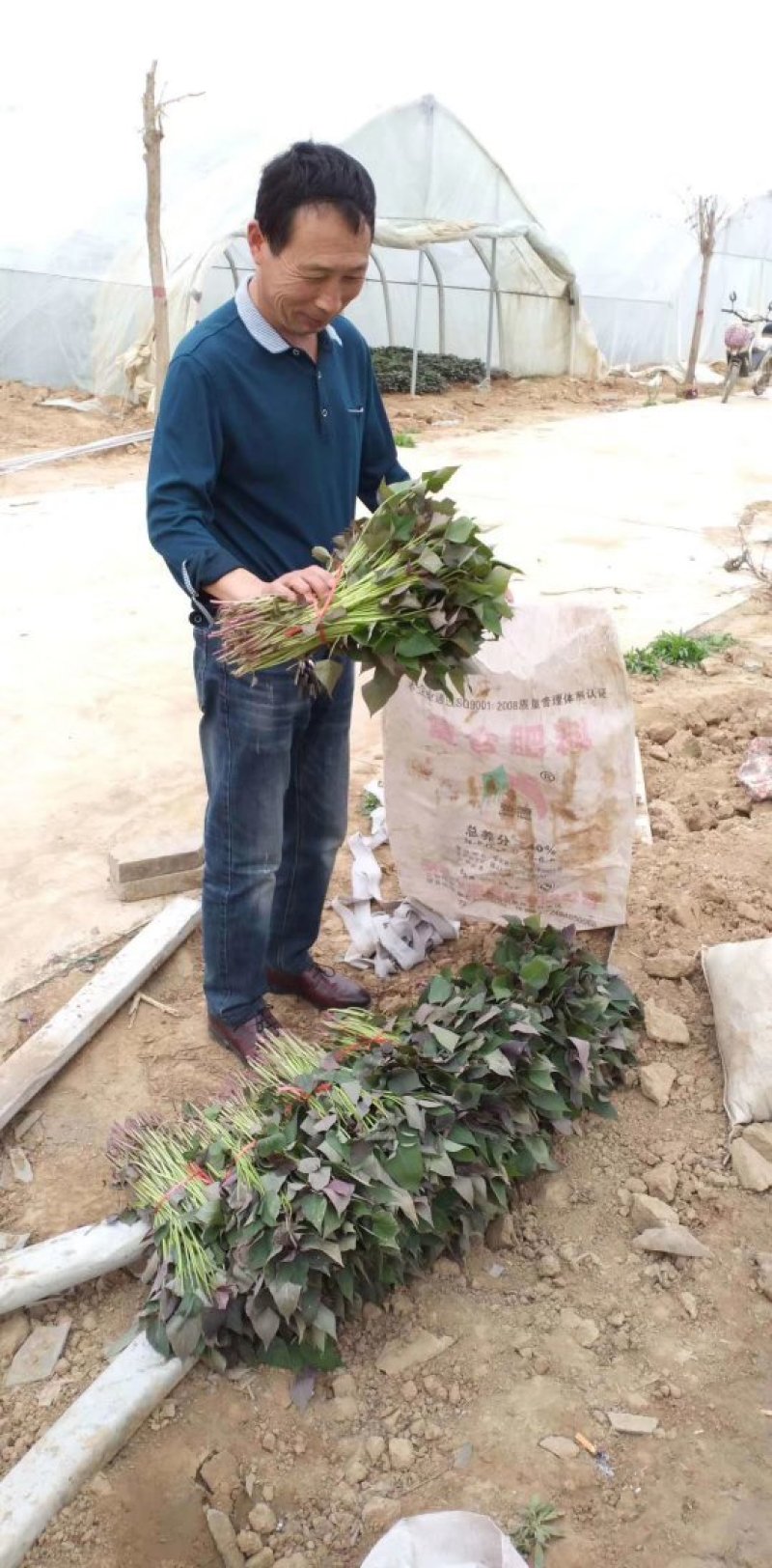 广东小花叶紫罗兰大田苗，纯不掉皮紫罗兰，西瓜红，龙九大田