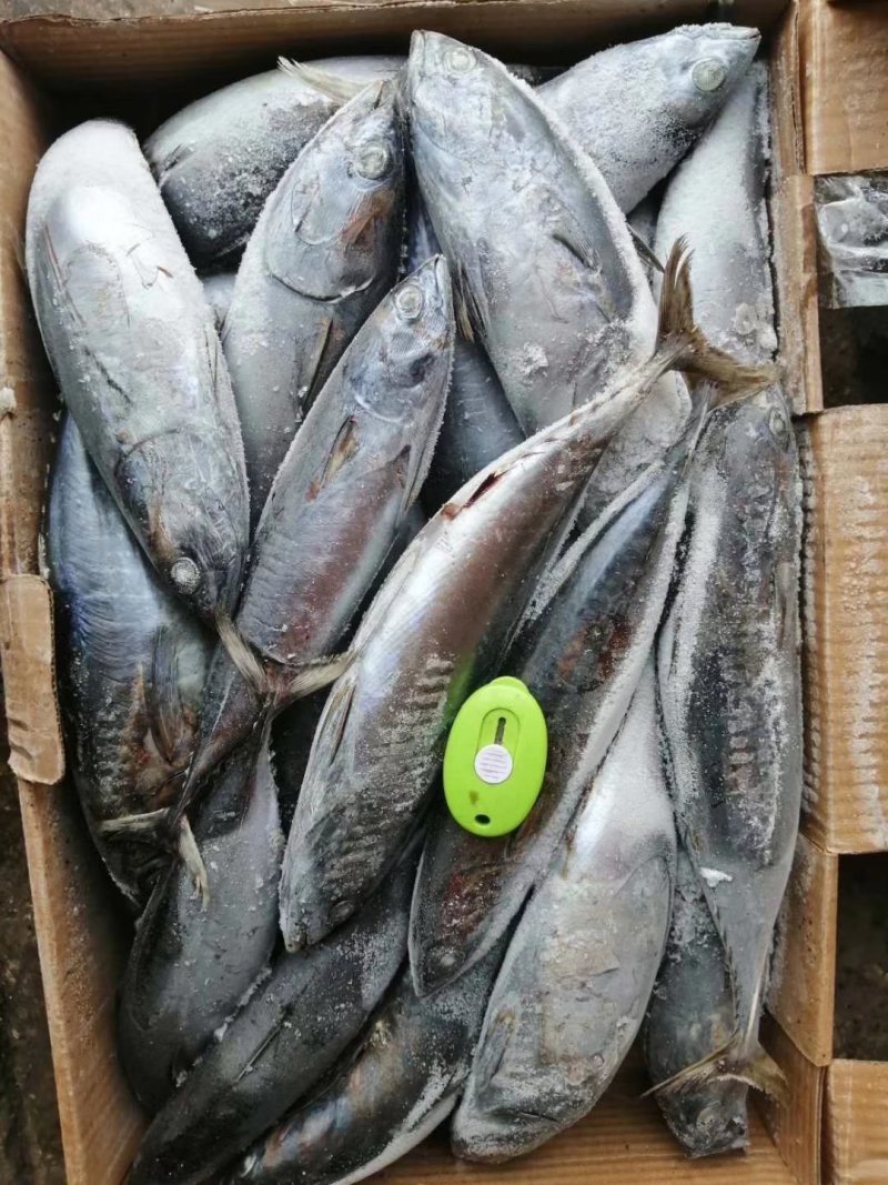 炸弹鱼