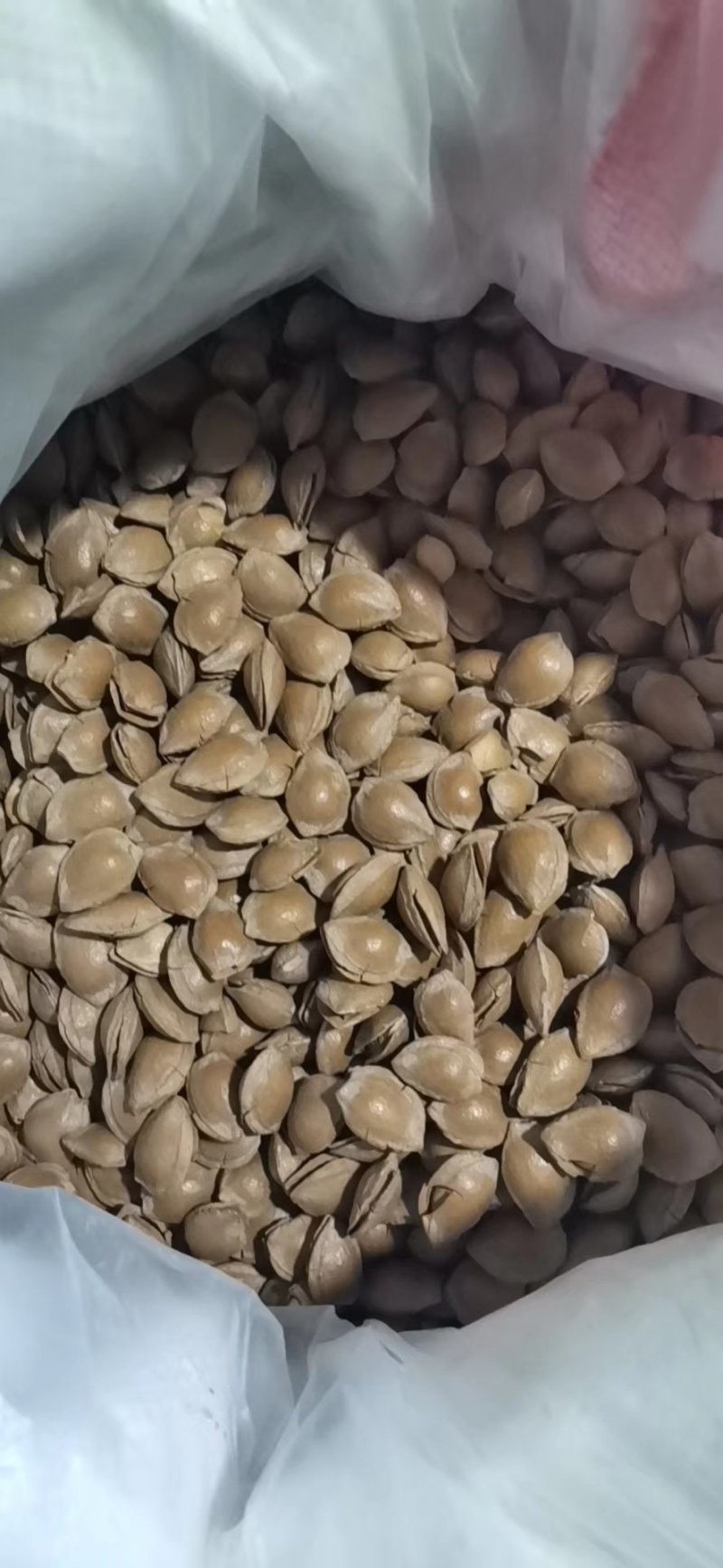 蔚县特产，加工厂直销，各种杏干，杏核，干豆角丝，品质优，