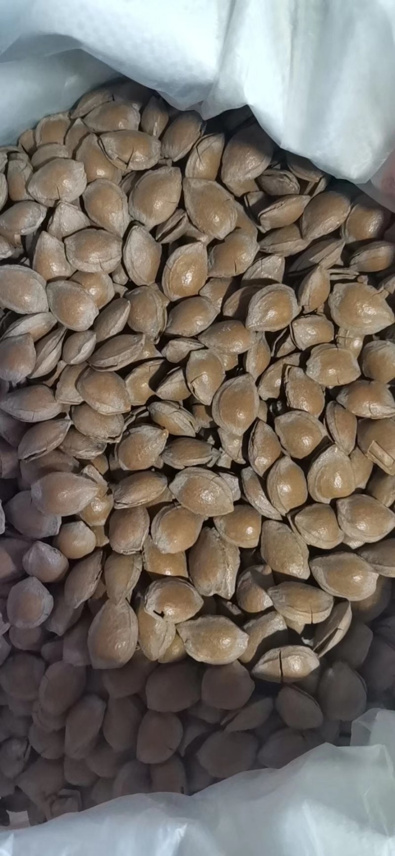 蔚县特产，加工厂直销，各种杏干，杏核，干豆角丝，品质优，