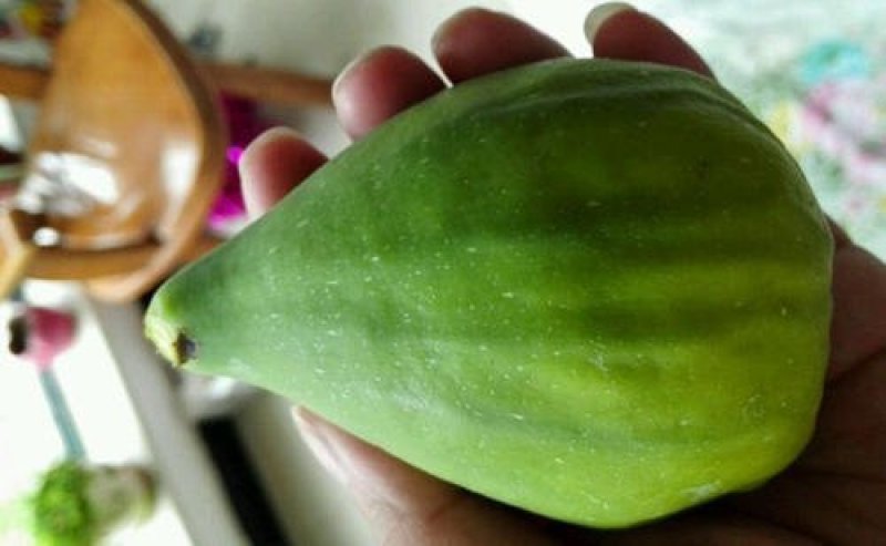 巴劳奈无花果，斯特拉无花果，华丽，春果，圣亚无花果