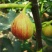 巴劳奈无花果，斯特拉无花果，华丽，春果，圣亚无花果