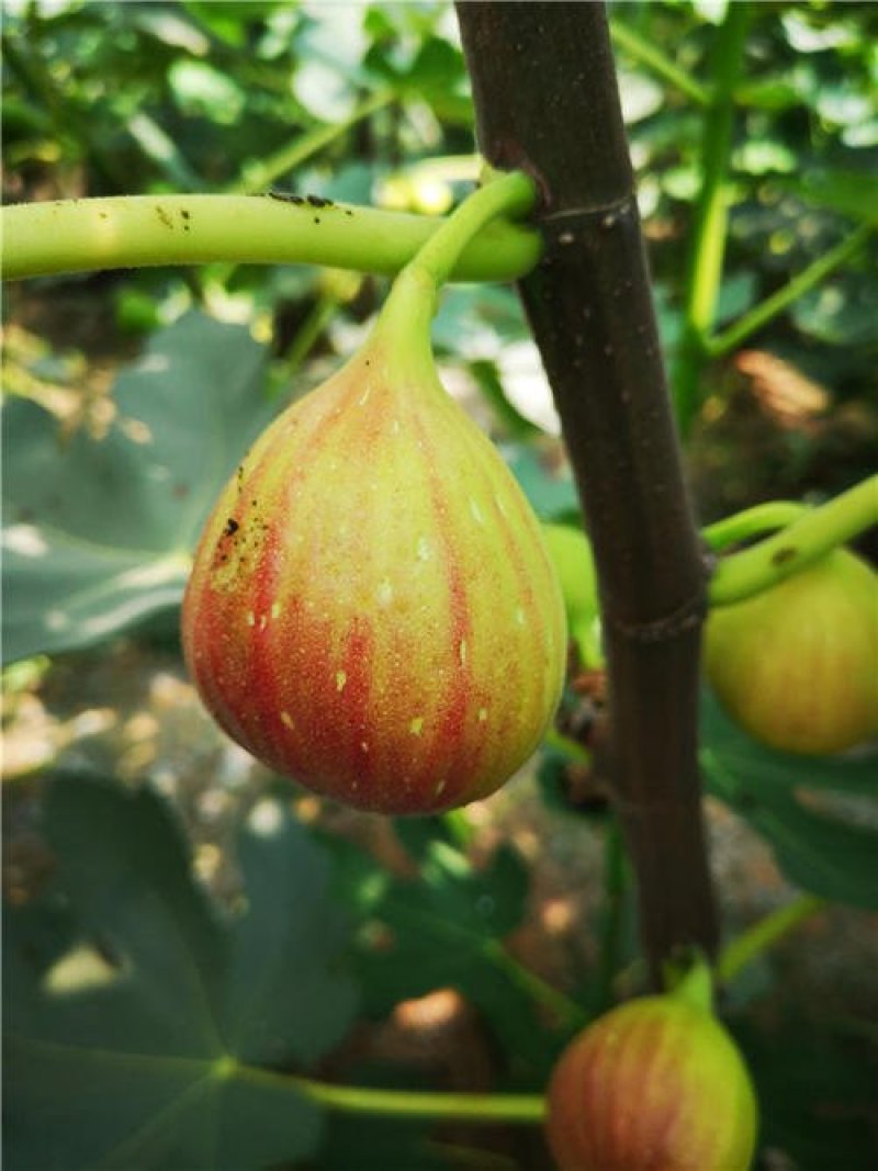 巴劳奈无花果，斯特拉无花果，华丽，春果，圣亚无花果