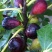 巴劳奈无花果，斯特拉无花果，华丽，春果，圣亚无花果