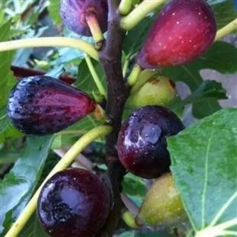 巴劳奈无花果，斯特拉无花果，华丽，春果，圣亚无花果