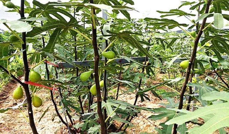 巴劳奈无花果，斯特拉无花果，华丽，春果，圣亚无花果
