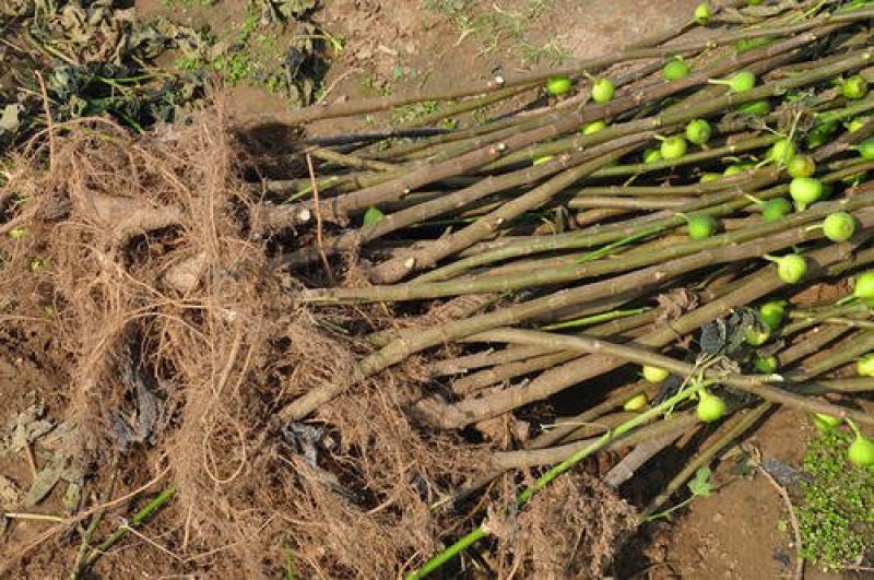 巴劳奈无花果，斯特拉无花果，华丽，春果，圣亚无花果
