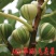 巴劳奈无花果，斯特拉无花果，华丽，春果，圣亚无花果