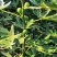 巴劳奈无花果，斯特拉无花果，华丽，春果，圣亚无花果