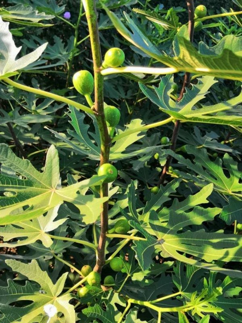 巴劳奈无花果，斯特拉无花果，华丽，春果，圣亚无花果