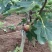 巴劳奈无花果，斯特拉无花果，华丽，春果，圣亚无花果