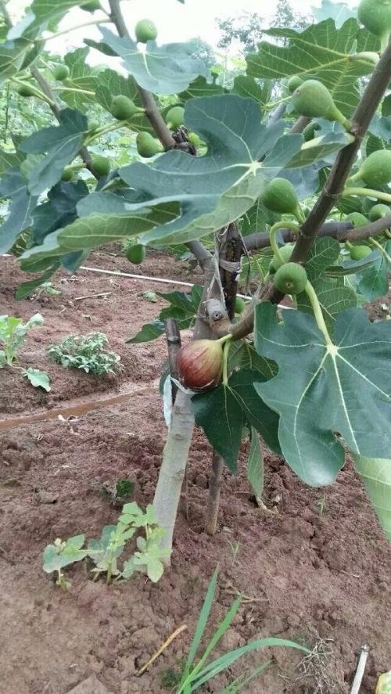 巴劳奈无花果，斯特拉无花果，华丽，春果，圣亚无花果