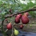 巴劳奈无花果，斯特拉无花果，华丽，春果，圣亚无花果