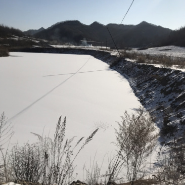 东北柳根鱼支持视频看货产地交易支持线上交易