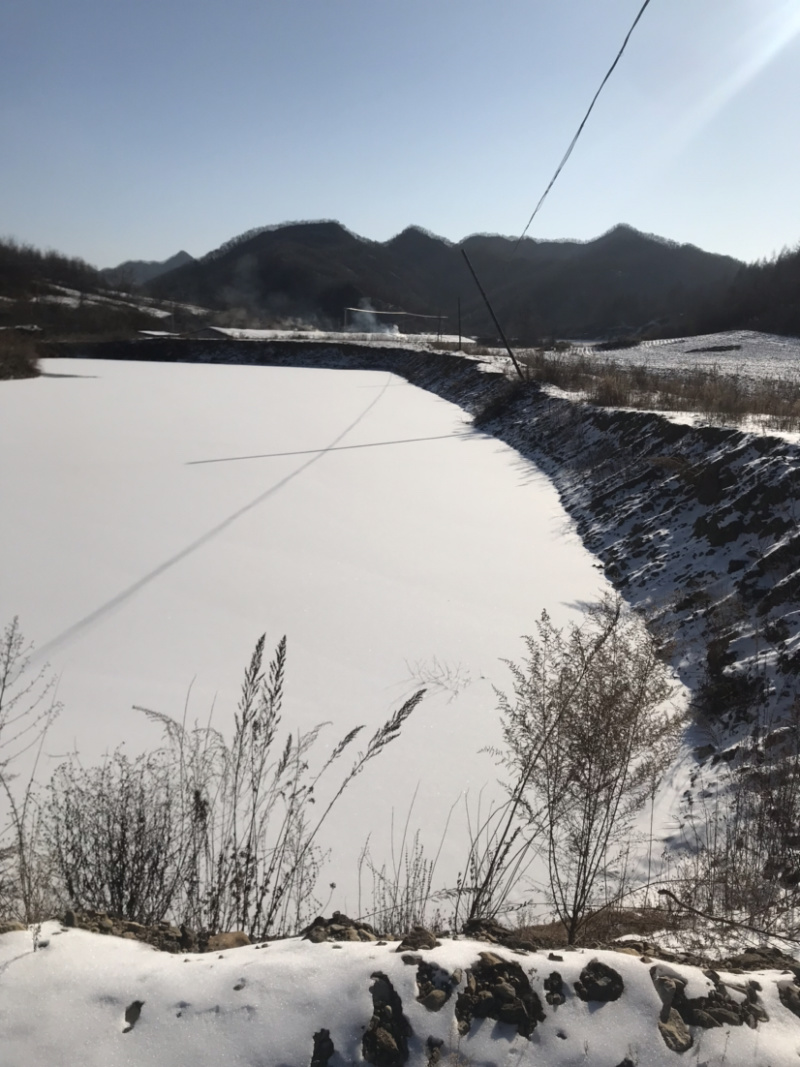 东北柳根鱼支持视频看货产地交易支持线上交易