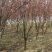红叶李紫叶李桃树李树柿子树红石榴常年供应各种规格的苗木