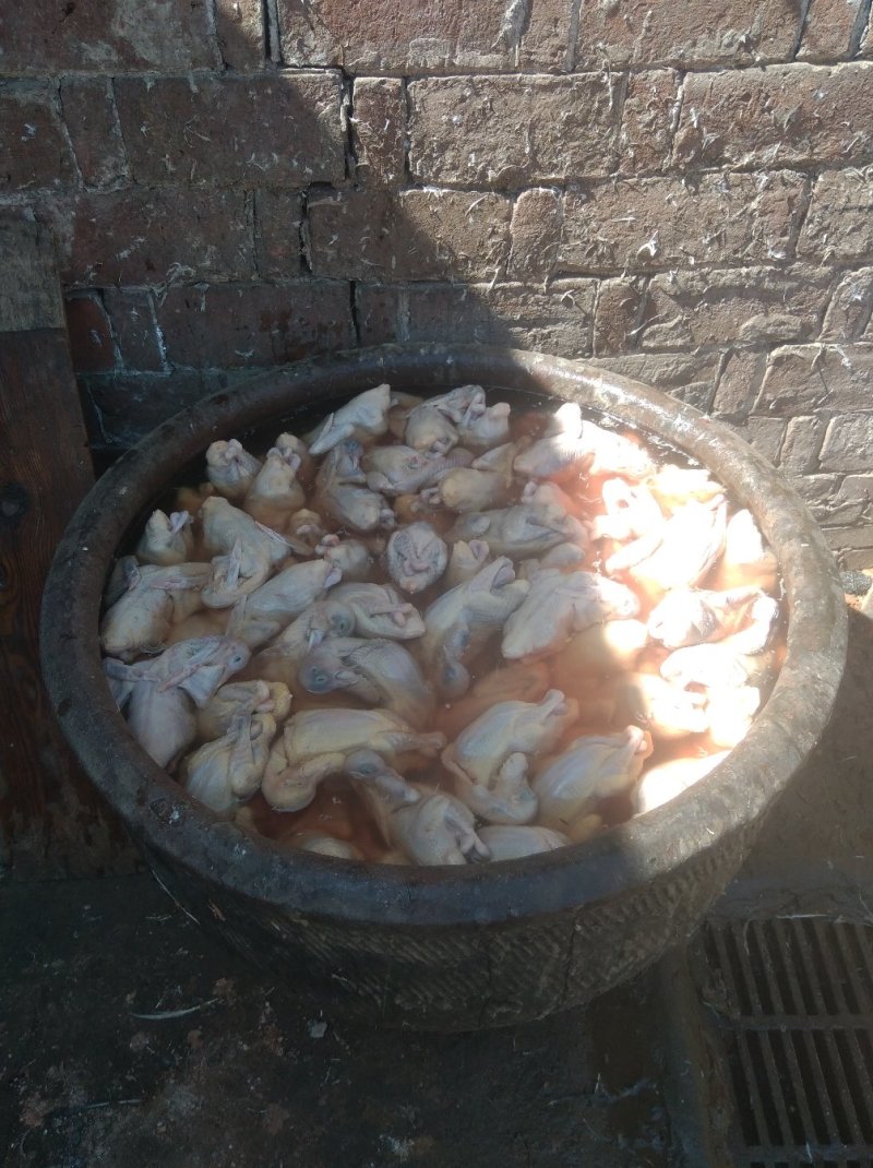 乳鸽，原粮乳鸽，各种规格齐全，饭店烧烤店熟食店专用。