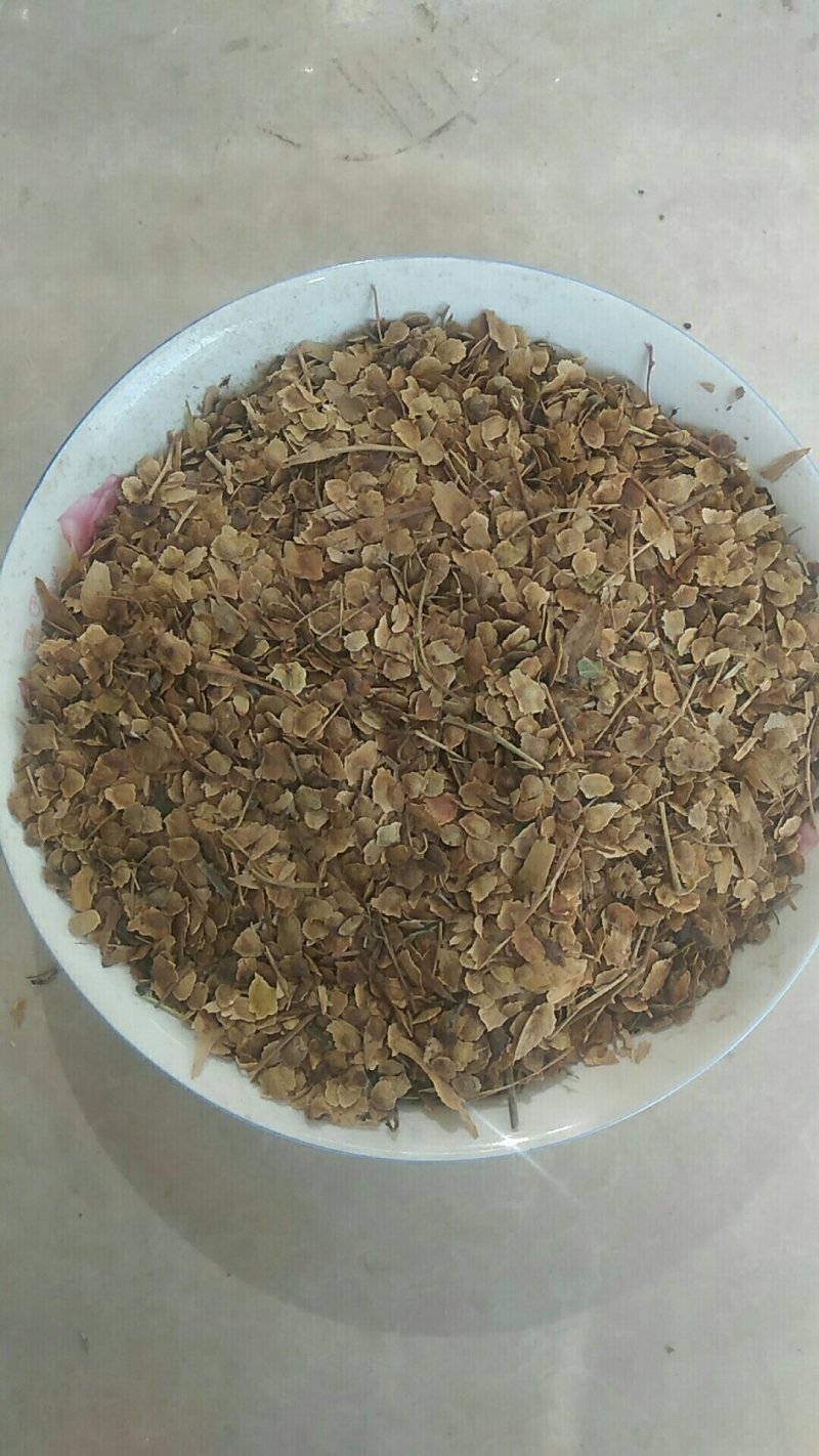 臭椿种子产地批发零售质优价廉