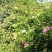 野生刺梨花茶生态绿色茶叶