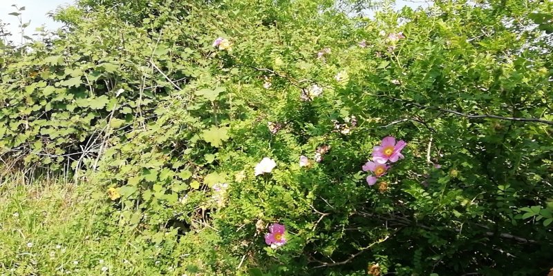 野生刺梨花茶生态绿色茶叶