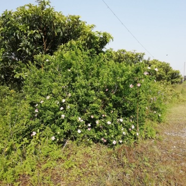 野生刺梨花茶生态绿色茶叶