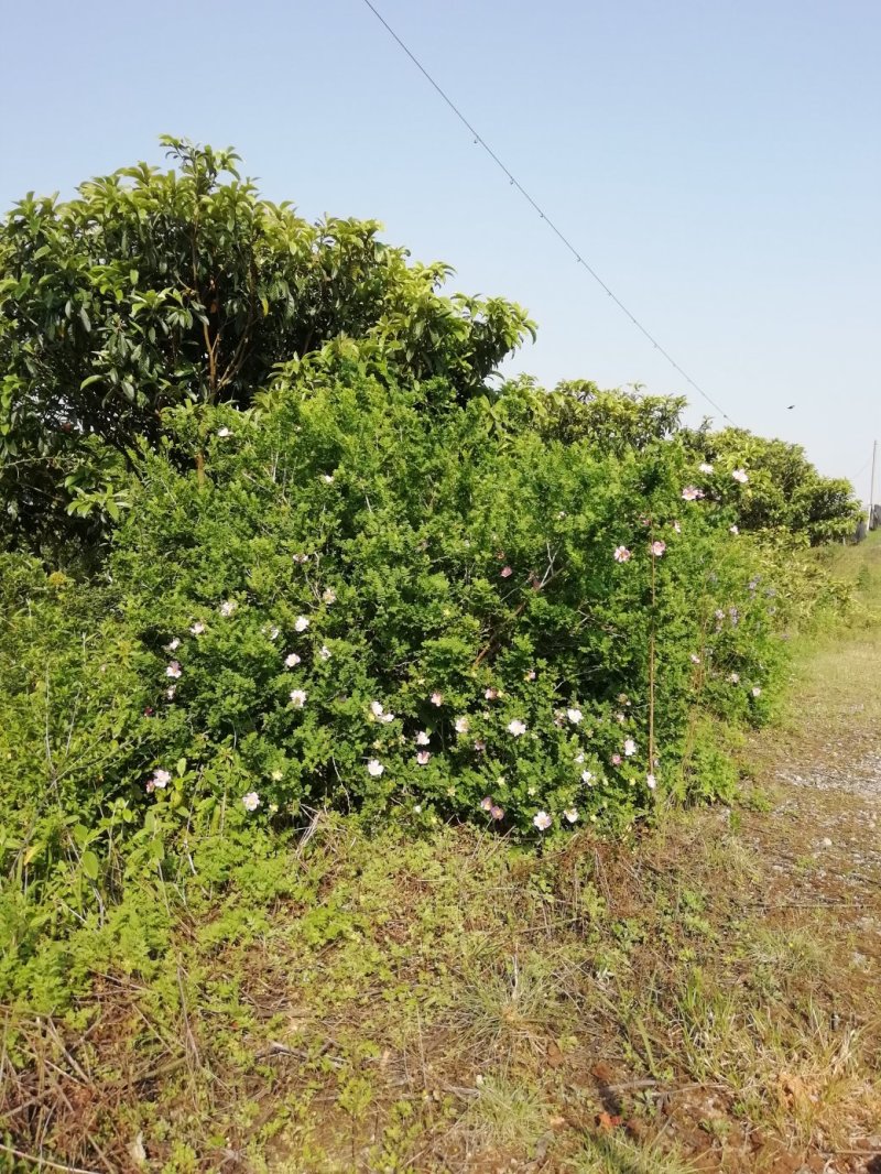 野生刺梨花茶生态绿色茶叶