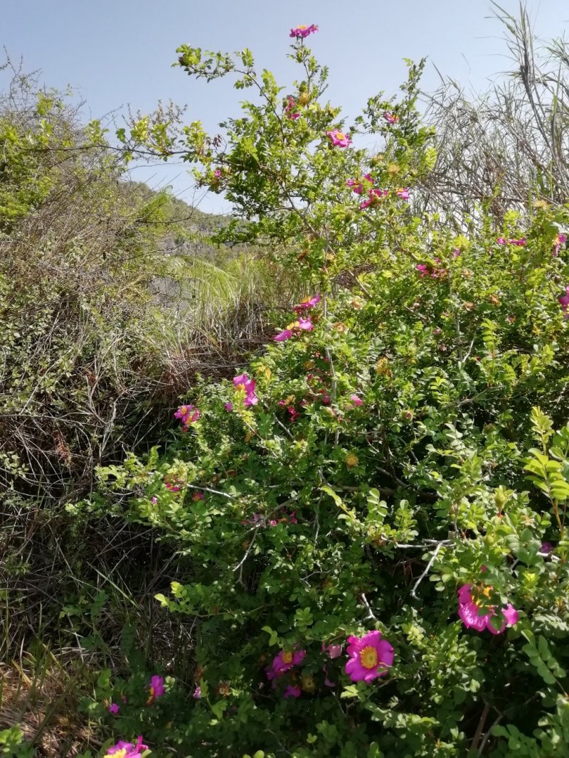 野生刺梨花茶生态绿色茶叶