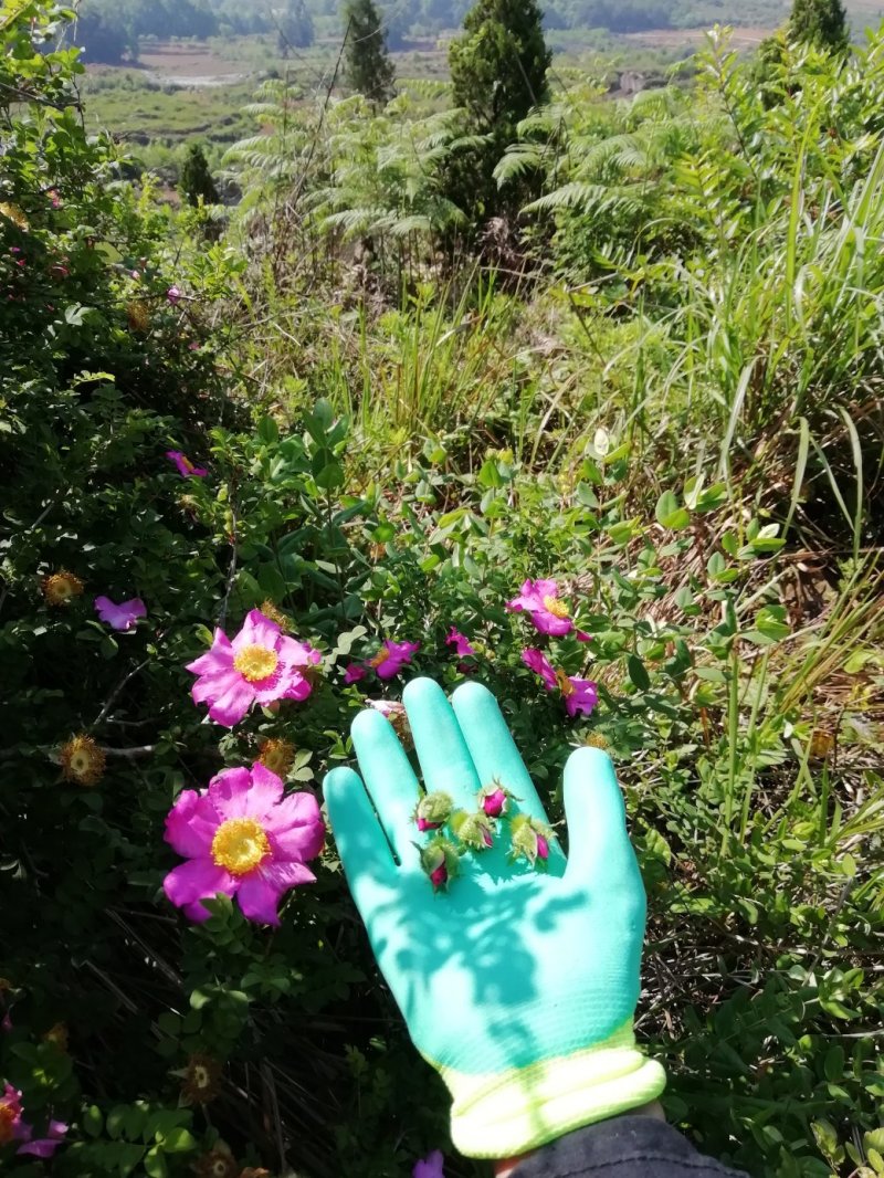 野生刺梨花茶生态绿色茶叶