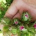 野生刺梨花茶生态绿色茶叶