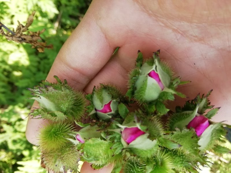 野生刺梨花茶生态绿色茶叶