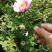 野生刺梨花茶生态绿色茶叶
