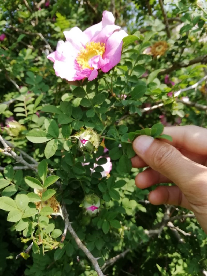 野生刺梨花茶生态绿色茶叶