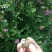 野生刺梨花茶生态绿色茶叶
