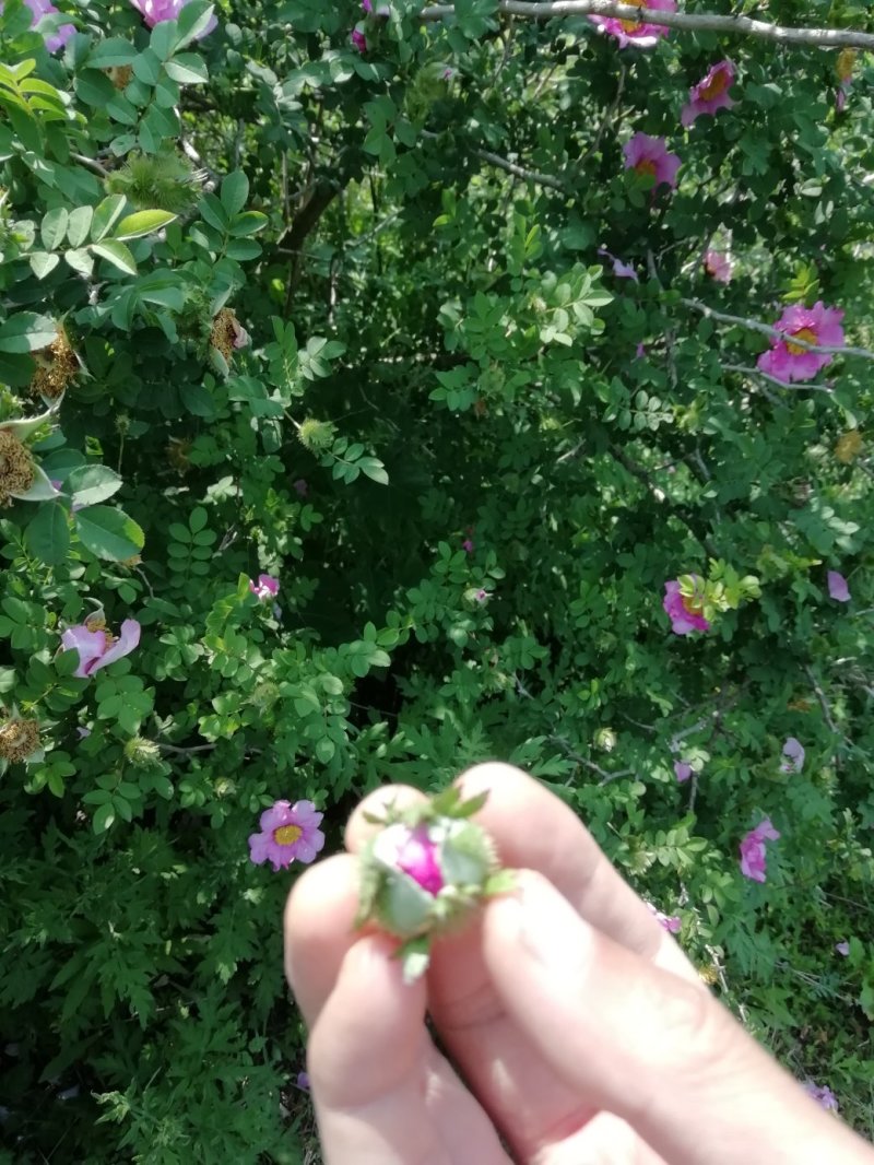 野生刺梨花茶生态绿色茶叶