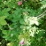 野生刺梨花茶生态绿色茶叶