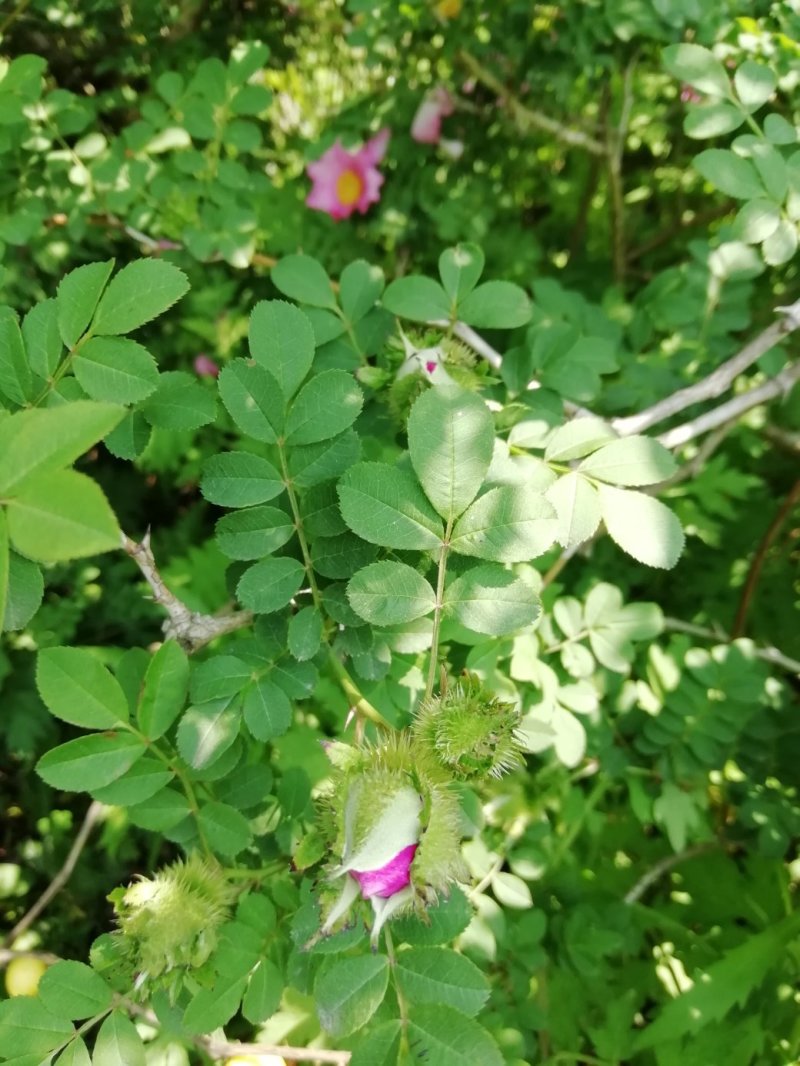 野生刺梨花茶生态绿色茶叶