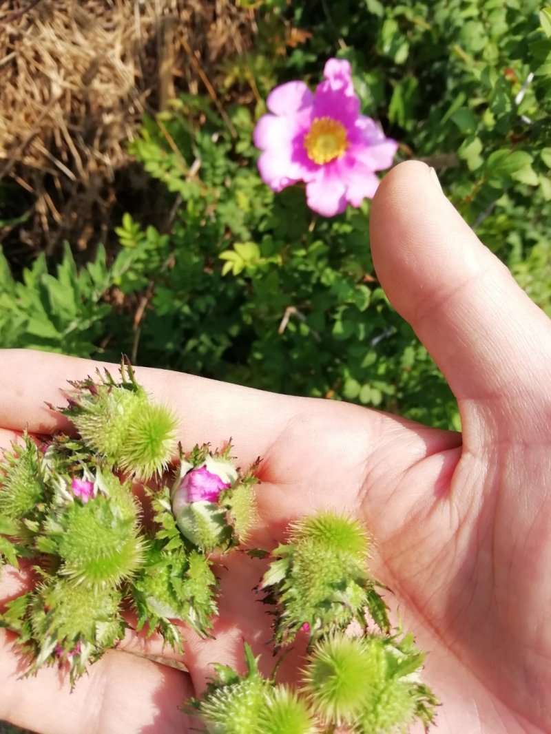 野生刺梨花茶生态绿色茶叶