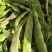 【牛商推荐】山东单县油豆角全国发货协助找车打包