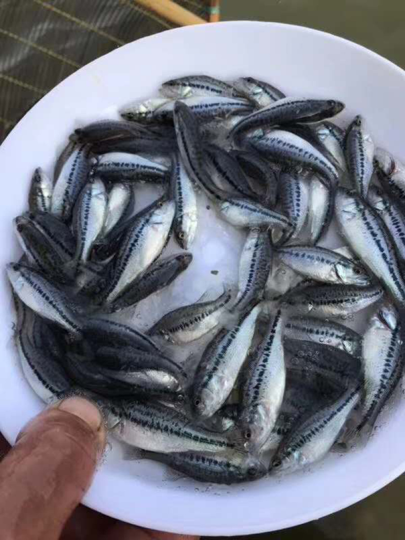 【鱼苗】优鲈1号加洲鲈原名大黑鲈，全训好料。