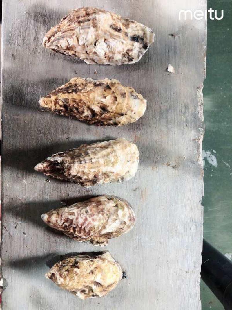 【精品蚝业】小豆乳山生蚝水产海蛎子大量有货常年供应