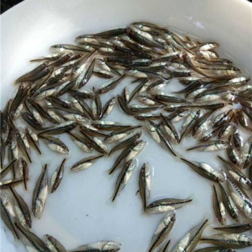 鱼苗批发鲈鱼苗加州鲈鱼苗鲈鱼水花大量供应