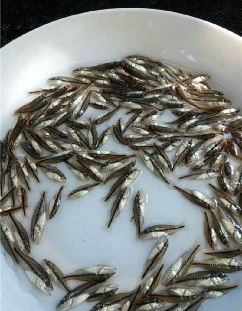 鱼苗批发鲈鱼苗加州鲈鱼苗鲈鱼水花大量供应