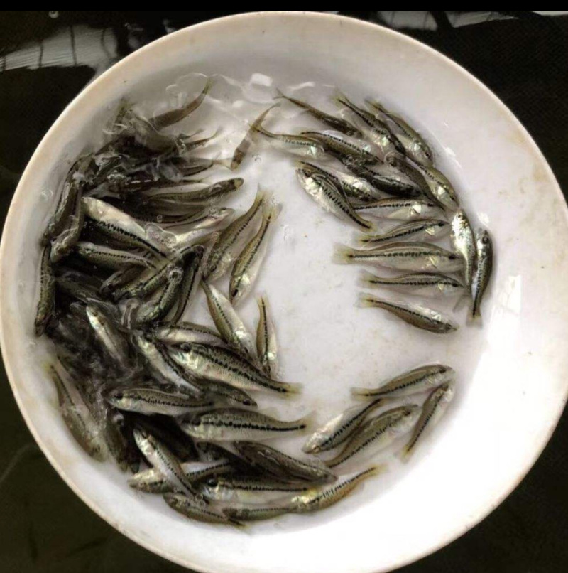 鱼苗批发鲈鱼苗加州鲈鱼苗鲈鱼水花大量供应